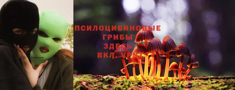 дарк нет как зайти  ссылка на мегу вход  Галлюциногенные грибы MAGIC MUSHROOMS  Агрыз  цена  